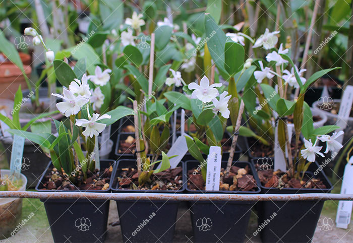 Dendrobium Maiden Charlotte x Micro Chip.jpg