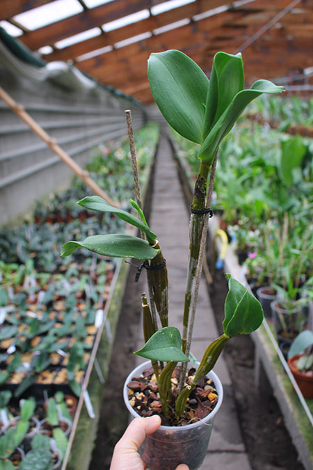 Dendrobium Bruce Gordon.jpg