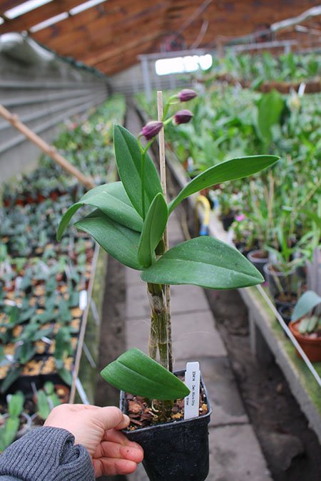 Dendrobium Micro Chip x Nida.jpg
