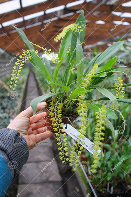 Dendrochilum uncatum.jpg