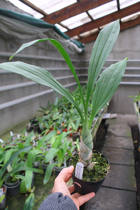 Catasetum Portagee Star 'Brian Lawson's Sunrise' x Catasetum lucis 'Dana's Bird of Paradise'.jpg