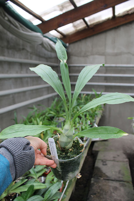 Clowesia Grace Dunn 'Live Oak' x Catasetum Dentigrianum 'SVO Excellent'.jpg