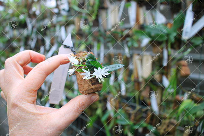 Aerangis hyaloides.jpg