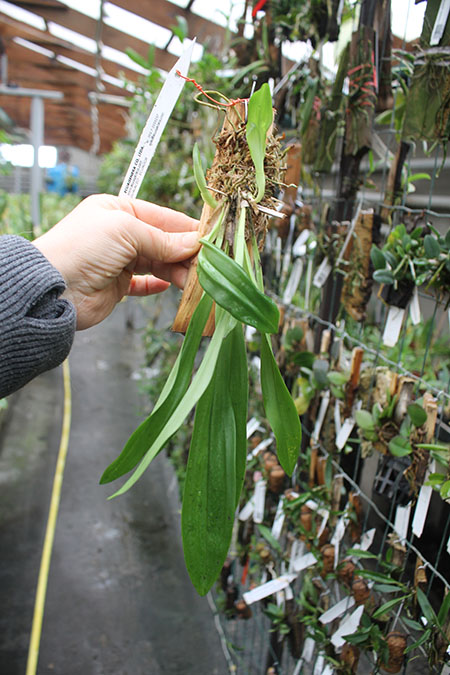 Dracula chimaera.jpg