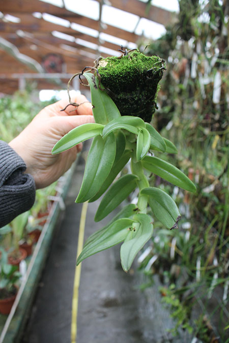 Epidendrum medusae.jpg