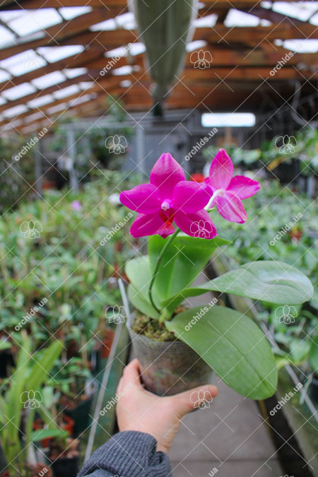 Phalaenopsis Mituo Sun 'Mituo #1' x Ld's Bear King 'YK-14'.jpg