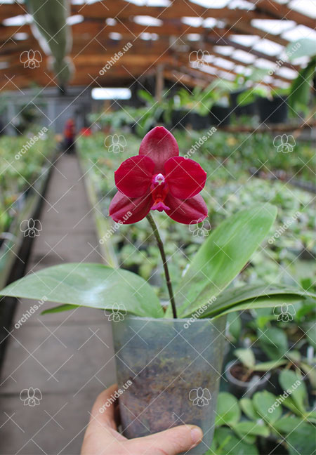 Phalaenopsis Mituo Sun 'Mituo #1' x Ld's Bear King 'YK-14'.jpg