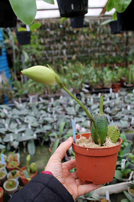 Lycaste Takaragaike (Spectabilis 'Green Pearl' x Shoalhaven 'Kobe').jpg