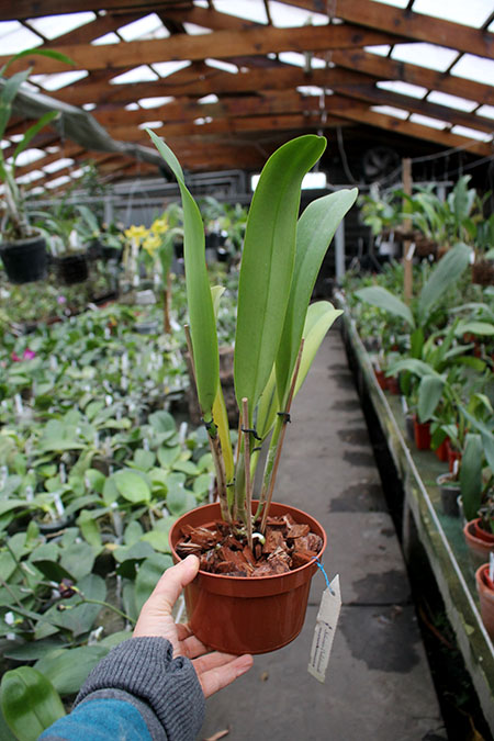 Rhyncholaeliocattleya Kuan Miao Chen.jpg
