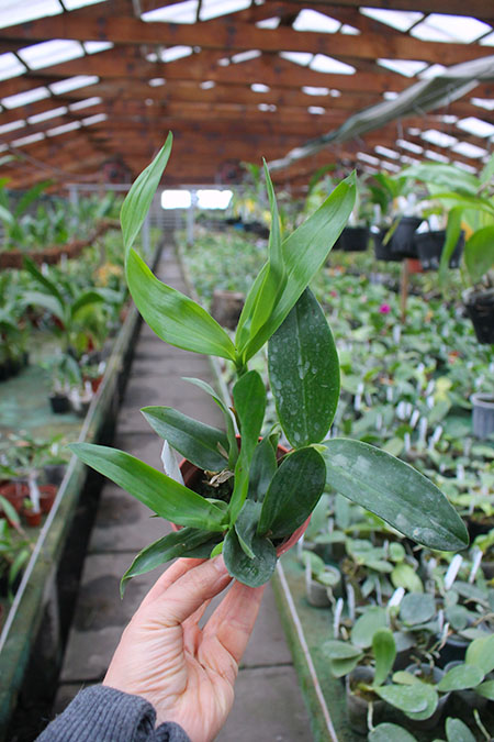 Cattleya intermedia x Epidendrum cochleatum.jpg