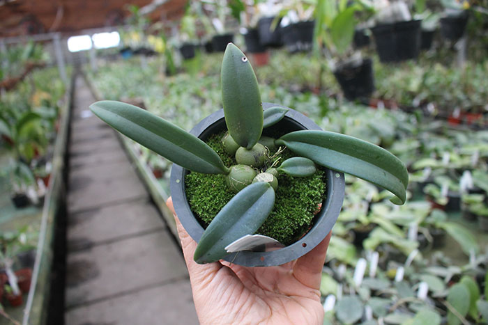 Trias disciflora.jpg