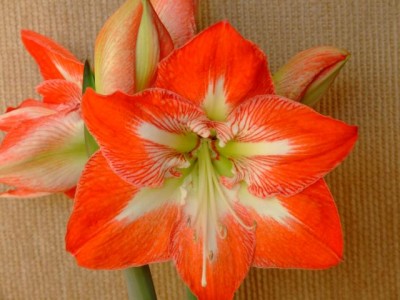 Blumen 024.jpg