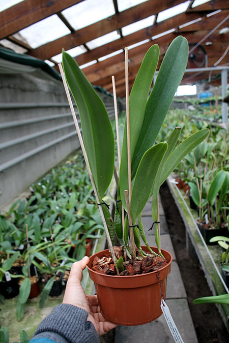 Laeliocattleya Bella var rubra.jpg
