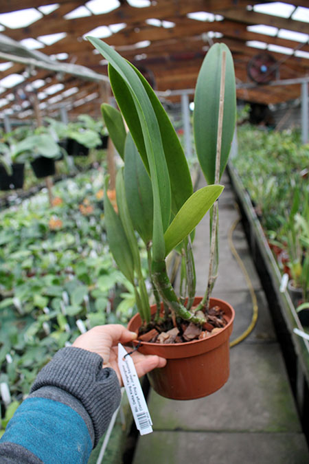 Brassolaeliocattleya Delta King Tangerglow (George King x John Sexton).jpg