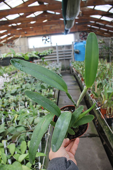 Cattleya maxima.jpg