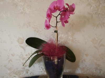 Blumen 038.jpg