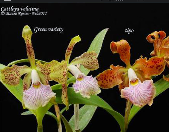 Cattleya velutina.jpg