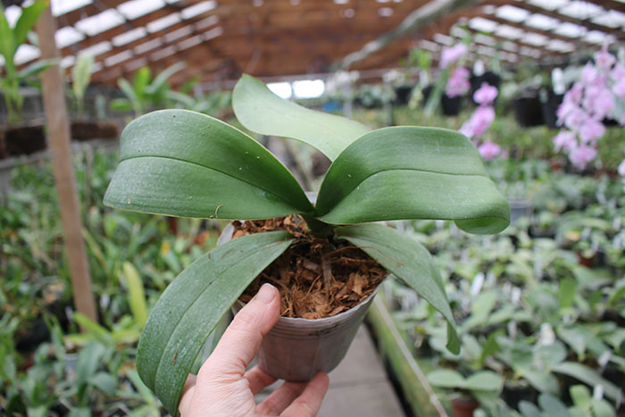 Phalaenopsis 'Ito' peloric.jpg