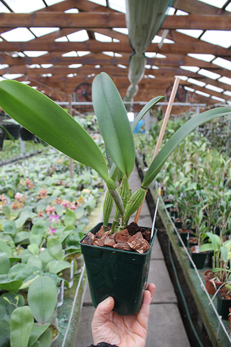Cattleya warscewiczii.jpg