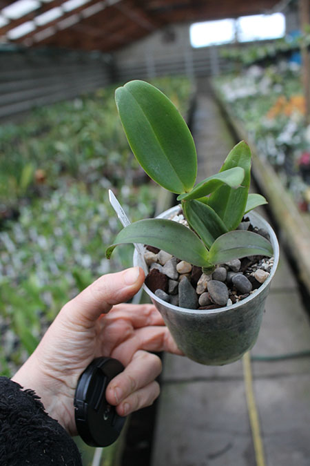 Cattleya amethystoglossa 4N ('HR Super Spots' x 'Big Spots').jpg