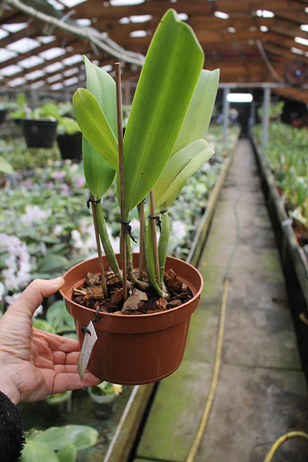 Brassolaeliocattleya Success Dream 'Miracles'.jpg