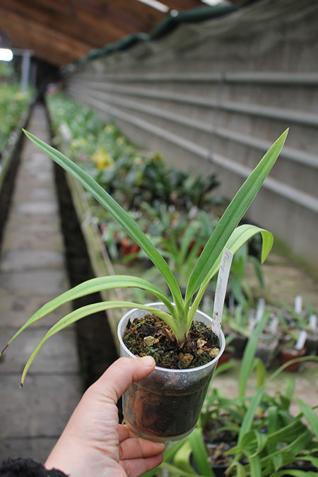 Phragmipedium schlimii.jpg