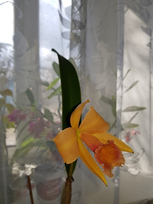 Laeliocattleya Carolina Wren 'Walter Smith'