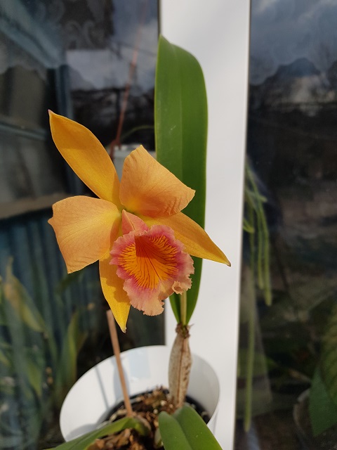 Laeliocattleya Carolina Wren 'Walter Smith'