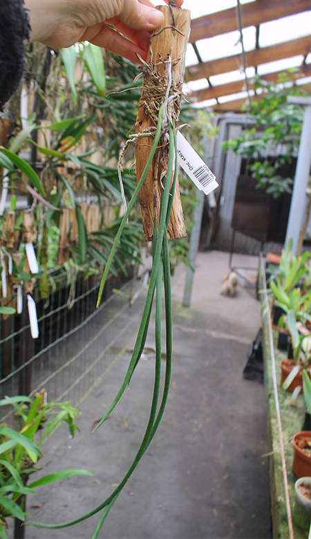 Oncidium stacyi.jpg