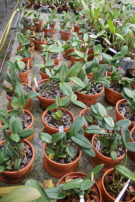 Cattleya schilleriana.jpg