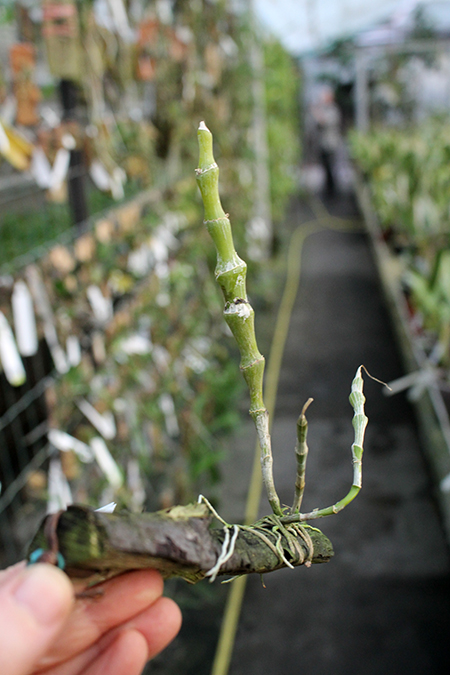 Dendrobium pendulum.jpg