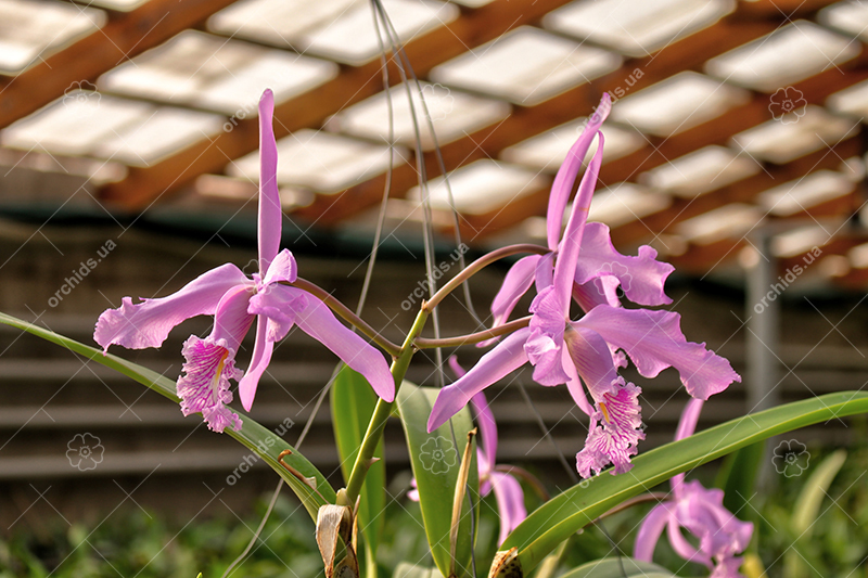 Cattleya maxima.jpg