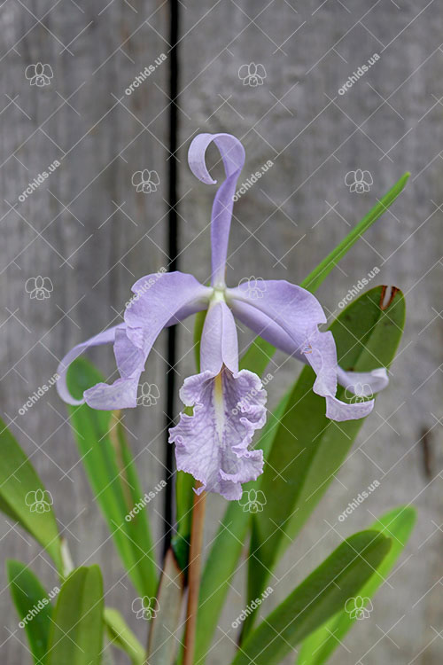 Cattleya maxima coerulea 'Dennis'.jpg