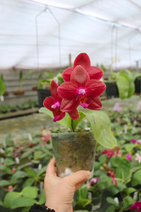 Phalaenopsis Mituo Sun 'Mituo #1' x Ld's Bear King 'RK-1'.jpg