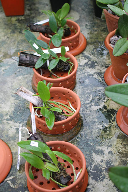 Cattleya aclandiae.jpg