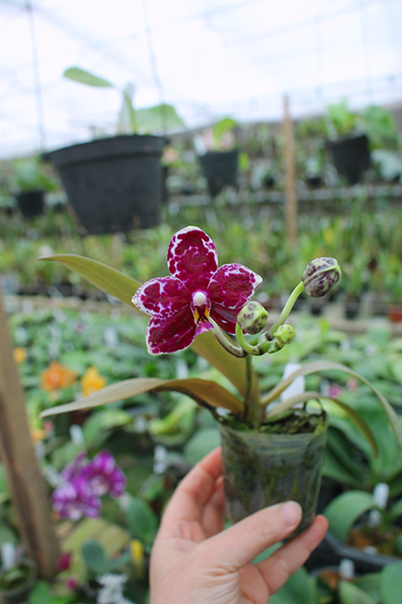 Phalaenopsis TH's Pit Viper.jpg