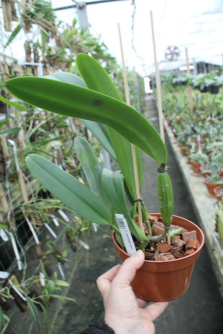 Cattleya mossiae '821'.jpg