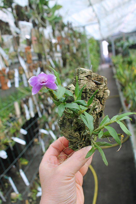 Dendrobium victoria reginae x cuthbersonii.jpg