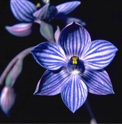 Thelymitra_campanulata .jpeg