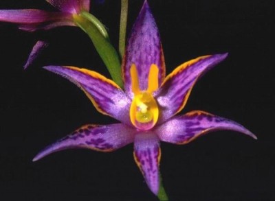 Thelymitra_apiculata .jpeg