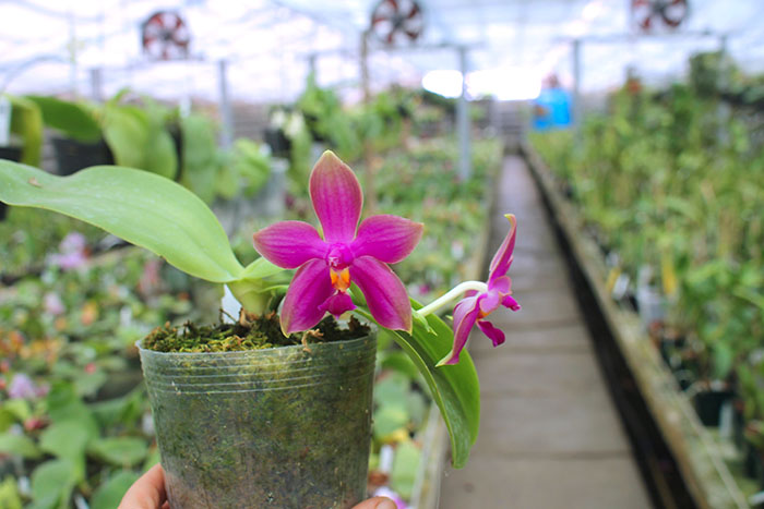 Phalaenopsis Miro Super Star 'Rainbow' x Mituo Prima 'Mituo #1'.jpg
