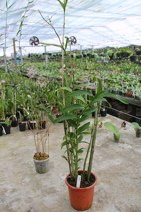 Epidendrum atacazoicum.jpg