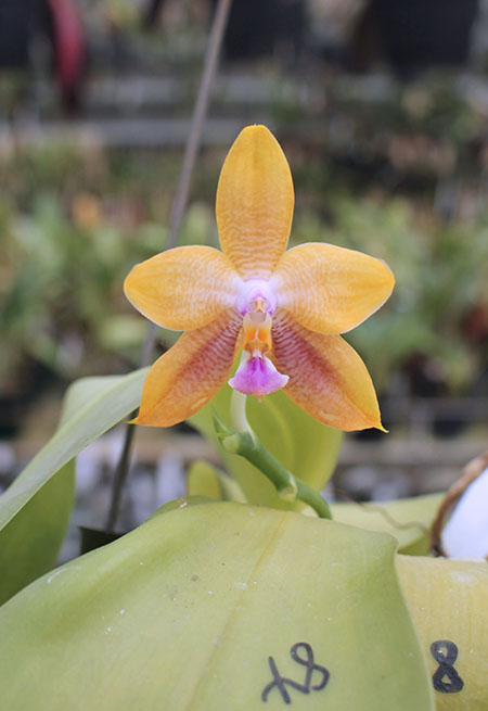 Phalaenopsis LD's Bear King 'YK-14' x Miro Super Star.jpg