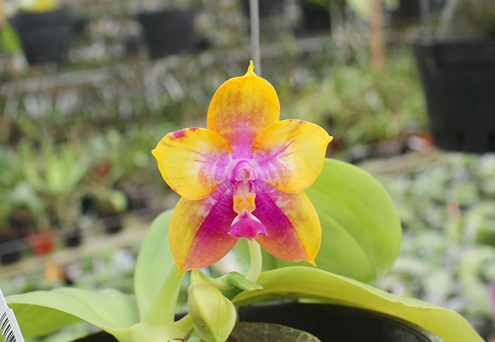 Phalaenopsis LD's Bear King 'YK-14' x Miro Super Star.jpg