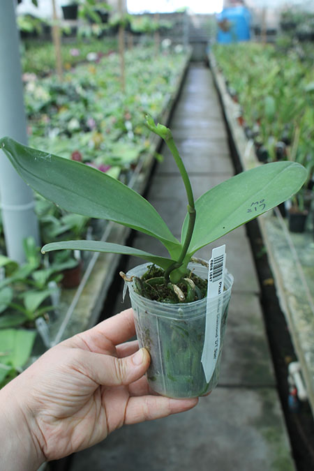 Phalaenopsis Mituo Diamond 'DT Sun'.jpg