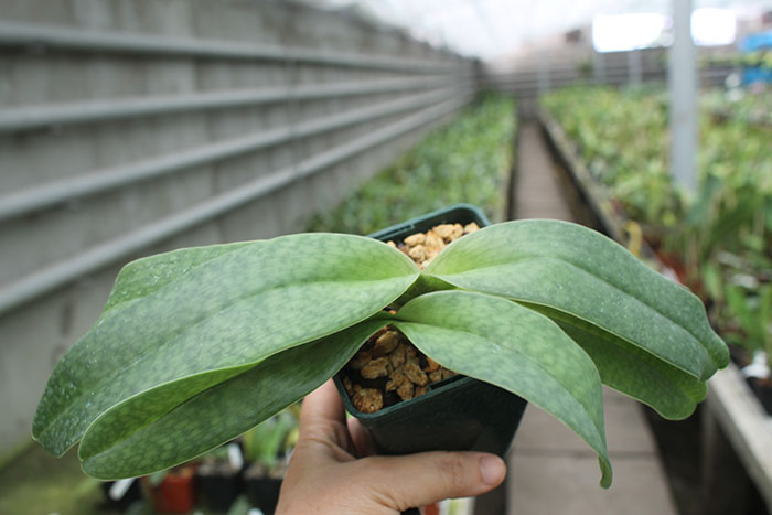 Paphiopedilum niveum x hangianum.jpg
