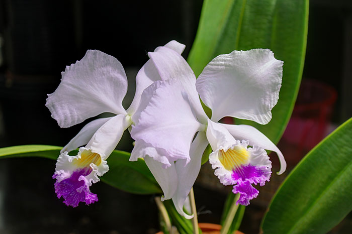 Cattleya mendelii.jpg