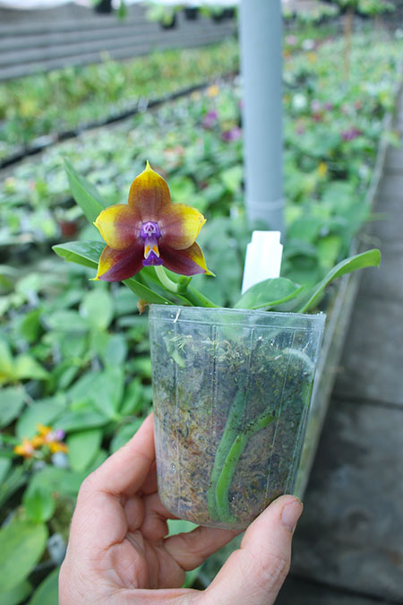 Phalaenopsis Mituo Princess 'Blue-1'.jpg