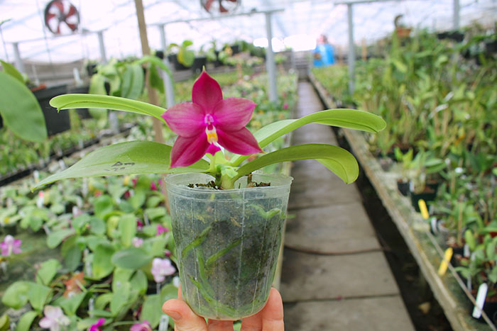 Phalaenopsis Mituo Purple Bear x LD's Bear King.jpg