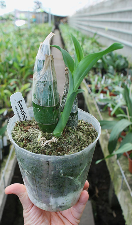 Clowesia Rebecca Northen 'Grapefruit Pink' x Catasetum Melana Davison 'Bombshell'.jpg